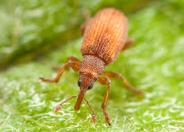 Attēlu rezultāti vaicājumam “Apion sp.”