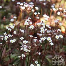 Attēlu rezultāti vaicājumam “Androsace septentrionalis”