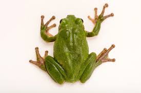 Attēlu rezultāti vaicājumam “Hyla arborea adult”