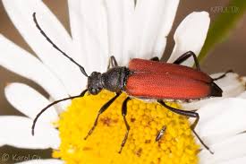 Attēlu rezultāti vaicājumam “Anastrangalia sanguinolenta female”