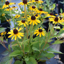 Attēlu rezultāti vaicājumam “Reticularia lobata young”