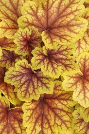 Image result for Heuchera Metallica