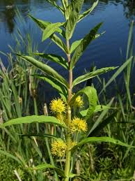 Attēlu rezultāti vaicājumam “Lysimachia thyrsiflora”
