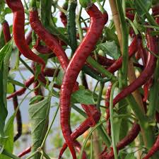 Afbeeldingsresultaat voor joe long cayenne hot pepper