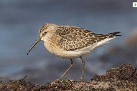 Attēlu rezultāti vaicājumam “Calidris ferruginea adult”