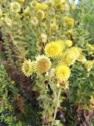Image result for Helichrysum foetidum