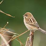 Image result for Emberiza pallasi