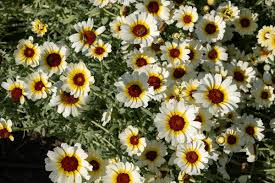 Image result for Chrysanthemum segetum