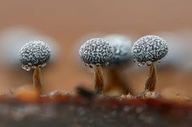 Attēlu rezultāti vaicājumam “Physarum nitens macro”