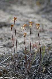 Attēlu rezultāti vaicājumam “Diachea sp.”