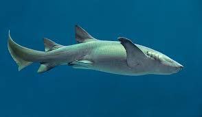 Image result for Nebrius ferrugineus