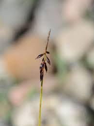 Attēlu rezultāti vaicājumam “Carex pulicaris”