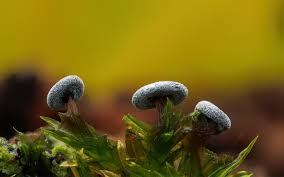 Attēlu rezultāti vaicājumam “Didymium clavus”