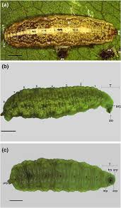 Attēlu rezultāti vaicājumam “Orthosia sp. larva”