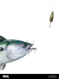 Image result for Euthynnus alletteratus