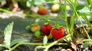 Attēlu rezultāti vaicājumam “Fragaria moschata”