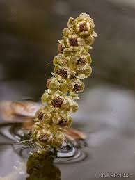 Attēlu rezultāti vaicājumam “Potamogeton praelongus”