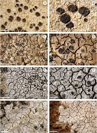 Attēlu rezultāti vaicājumam “Trapelia coarctata”