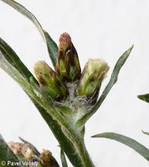 Attēlu rezultāti vaicājumam “Gnaphalium sylvaticum”