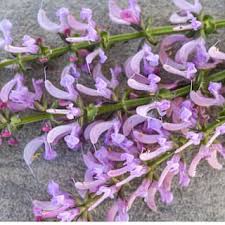 Image result for Salvia pratensis `Rose Rhapsody