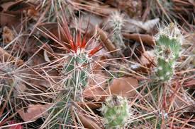 Image result for Cactaceae