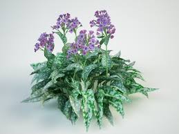 Attēlu rezultāti vaicājumam “Pulmonaria saccharata”