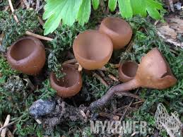 Attēlu rezultāti vaicājumam “Dumontinia tuberosa”