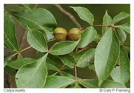 Attēlu rezultāti vaicājumam “Carya”