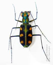 Attēlu rezultāti vaicājumam “Cicindela maritima”