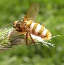 Attēlu rezultāti vaicājumam “Entomophthora”