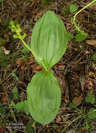Attēlu rezultāti vaicājumam “Listera ovata”