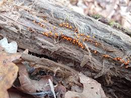 Attēlu rezultāti vaicājumam “Hemitrichia leiotricha”