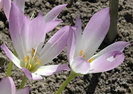 Attēlu rezultāti vaicājumam “Colchicaceae”