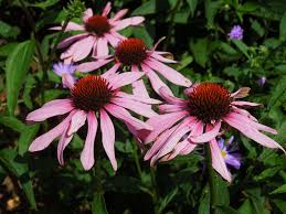 Image result for Echinacea Lustre hybrids