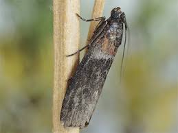 Attēlu rezultāti vaicājumam “Sciota fumella”