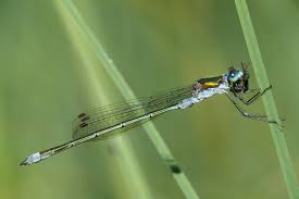 Attēlu rezultāti vaicājumam “Lestes sponsa”