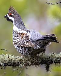 Attēlu rezultāti vaicājumam “Tetrastes bonasia”