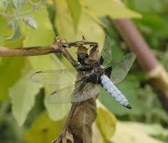 Attēlu rezultāti vaicājumam “Libellula depressa male”