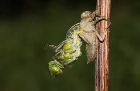 Attēlu rezultāti vaicājumam “Libellula depressa”