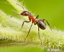 Attēlu rezultāti vaicājumam “Formica rufa”