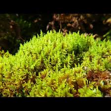 Attēlu rezultāti vaicājumam “Palustriella decipiens”