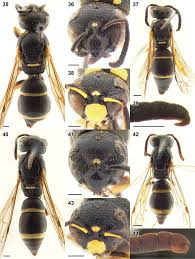 Attēlu rezultāti vaicājumam “Eumenidae”