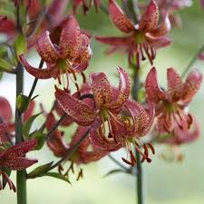 Image result for Lilium martagon `Manitoba Fox`
