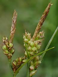 Attēlu rezultāti vaicājumam “Carex pilulifera”