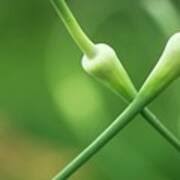 Attēlu rezultāti vaicājumam “Allium sativum bud”