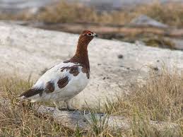 Image result for Lagopus lagopus