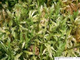 Attēlu rezultāti vaicājumam “Tomentypnum nitens”