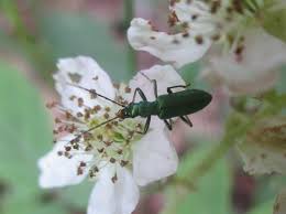 Attēlu rezultāti vaicājumam “Chrysanthia viridissima”