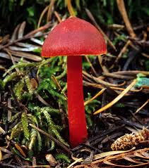 Attēlu rezultāti vaicājumam “Hygrocybe pseudoconica”