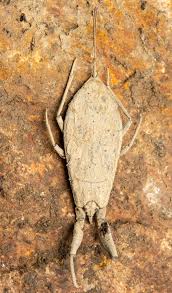 Attēlu rezultāti vaicājumam “Nepa cinerea”